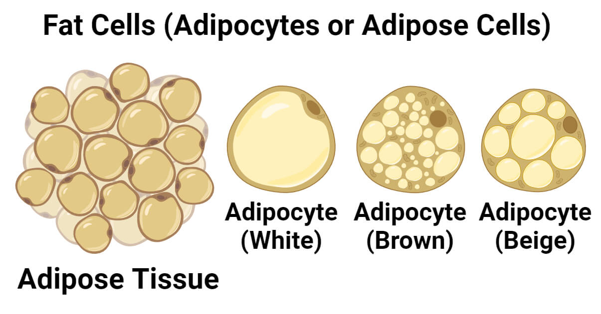 Molecular structure of fat cells